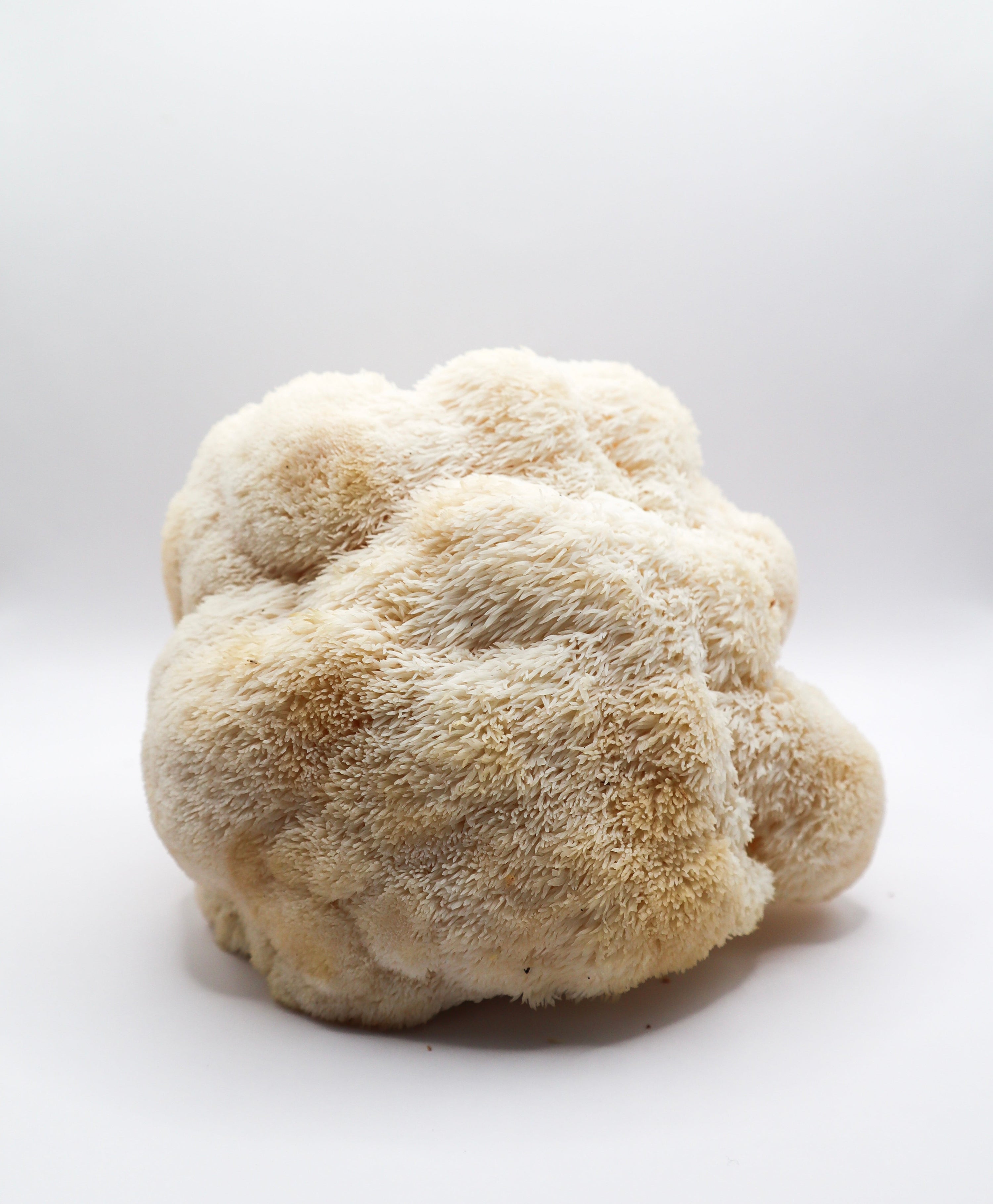 A guide to mushroom tinctures